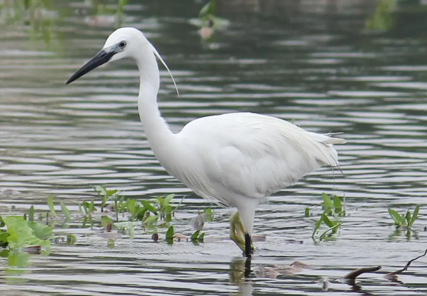 A little egret wading at Kapra Lake