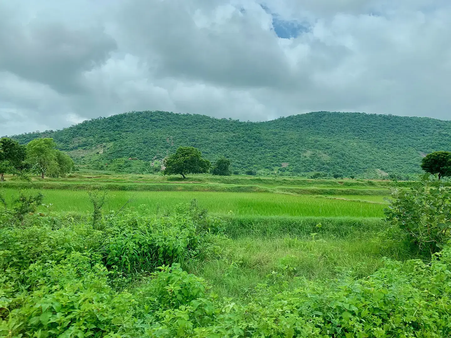 A tree-lined road through Telangana farmland